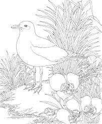 The delaware state list of bird species contains 420 species of birds that have been accepted for delaware by the delaware bird records the committee asks for documentation of the 93 species in listed boldface. Https Www Flandersfamily Info Web Wp Content Uploads 2016 01 Print State Bird Coloring Pages Pdf