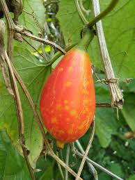 Image result for Coccinia grandiflora