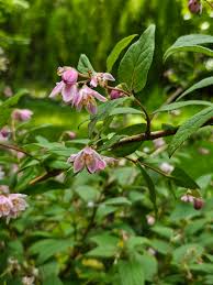 Image result for Deutzia scabra