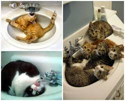 herding cats burning soup cat thursday sink me baby cats herding cats weird animals