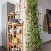 These plants are easy to grow, low maintenance plants and help in. Https Encrypted Tbn0 Gstatic Com Images Q Tbn And9gctjt5lowif 2smj Vse Eyvok6mwhczfwjwavuj4eu2emycctk4 Usqp Cau
