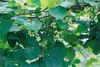 Image result for Mondia ecornuta