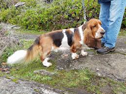 Image result for basset hound