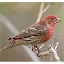Small Bird With Red Head And Chest Red Head And Chest Finch Yahoo Search Results Finch Backyard Birds Beautiful Birds
