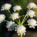 Image result for Oenanthe mildbraedii