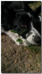 Get lawn care in greenville, sc today. Organic Base Lawn Care Columbia Sc Grass Root Technology Llc