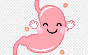 Because who isn't interested in the human body? Stomach Digestion Human Digestive System Organ 300dpi Love Face Png Pngegg