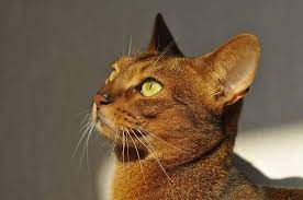 8 Fun Facts About Ginger Tabby Cats Cole Marmalade