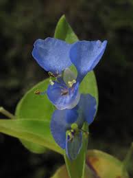 Image result for Commelina nyasensis