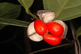 Image result for Leptonychia tokana