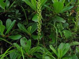 Image result for Malaxis