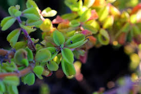 Image result for Coleus cylindraceus