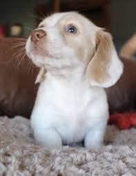 Miniature Black And Cream Dachshund Cream Piebald Miniature Dachshund Puppy At Muddy River Dachshunds Dachshund Puppy Miniature Dachshund Puppies Dachshund Puppies For Sale