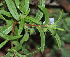 Image result for Trichodesma