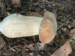 Image result for Boletus variipes
