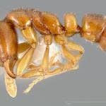 Image result for Zornia punctatissima