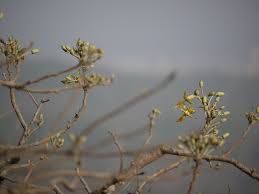 Image result for Eriolaena rulkensii