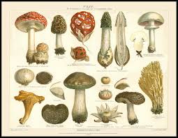 Free Mushroom Charts And Mushroom Illustrations To Print