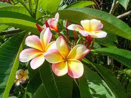 Best small trees for florida. Small Flowering Trees South Florida Edition Rch Landscaping