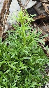 Image result for Lepidium bonariense