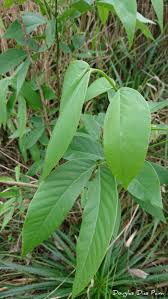 Image result for Senna macranthera