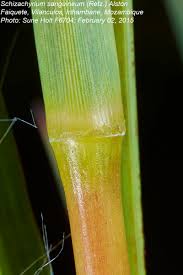 Image result for Schizachyrium sanguineum