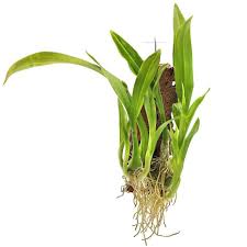 Image result for Liparis epiphytica