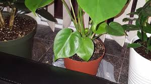 Both monstera and philodendrons have split leaves, but the difference is that the holes in mature monstera leaves are fenestrations while those of a the monstera adansonii closely resembles the philodendron species. Plant Id Please Split Leaf Philodendron A Baby Monstera