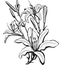 Sketch Of Lily Flowers Vector Image On Vectorstock Flower Sketches Lilies Drawing Flower Vector Art