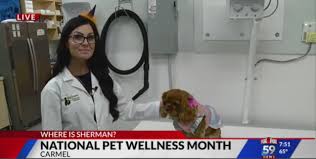 A satellite location of fishers veterinary associates. New Technology To Help With Your Pet S Overall Health Fox 59