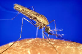 Empat daripada ini biasanya menyebabkan penyakit saluran pernafasan yang ringan dan sederhana seperti selesema biasa terdapat dua jenis virus influenza: Demam Malaria Punca Simptom Dan Rawatan Root Of Science