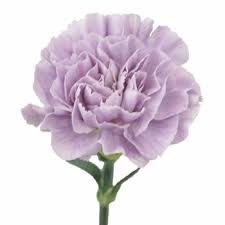Lavender Light Purple Carnation Flowers Fiftyflowers Com Carnation Flower Light Purple Flowers Purple Flower Tattoos