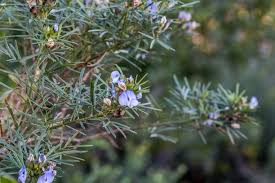 Image result for Psoralea glabra