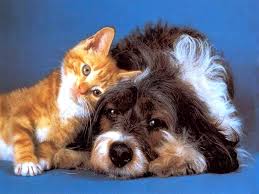 Kedi Ve Kopek Tuyu Insan Icin Zararli Midir Bocekler