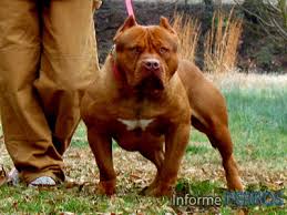 American Bully Dog Png 400 300 Bully Dog Dogs Dog Gifs