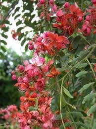 Image result for Cassia roxburghii