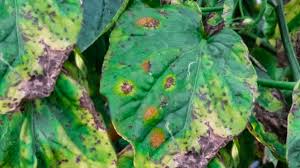 Check spelling or type a new query. Identifying And Controlling Septoria Leaf Spot