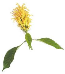 Image result for Justicia aurea