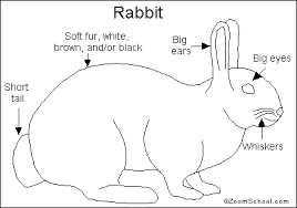 65 Expert Rabbit Classification Chart
