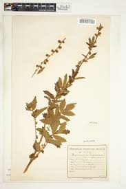 Image result for Cliffortia linearifolia