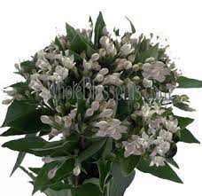 Buy Bouvardia Flowers At Wholesale Prices