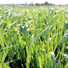 Image result for Panicum maximum