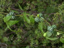 Image result for Diplocyclos