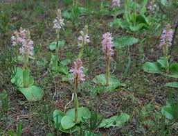 Image result for Satyrium