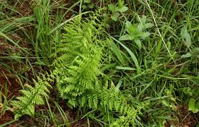Image result for Athyrium schimperi
