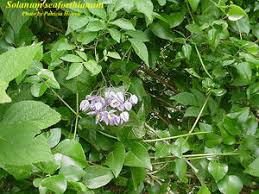 Image result for Solanum seaforthianum