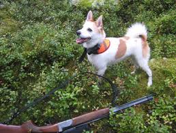 Norrbottenspets are a very easy going and loving dog. Norrbottenspets Svenska Jagareforbundet