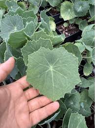 Image result for Senecio oxyriifolius