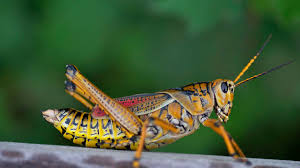 We did not find results for: 10 Fascinating Facts About Grasshoppers