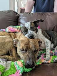 (if you want a pup there's an animal shelter across the street heavenly angels animal rescue. Lost Paws Rescue Of Texas Reviews And Ratings Carrollton Tx Donate Volunteer Review Greatnonprofits